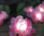 Guirnalda solar 10 rosas con leds